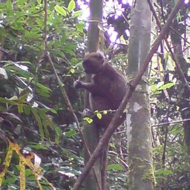 Lemurene lever i regnskogen